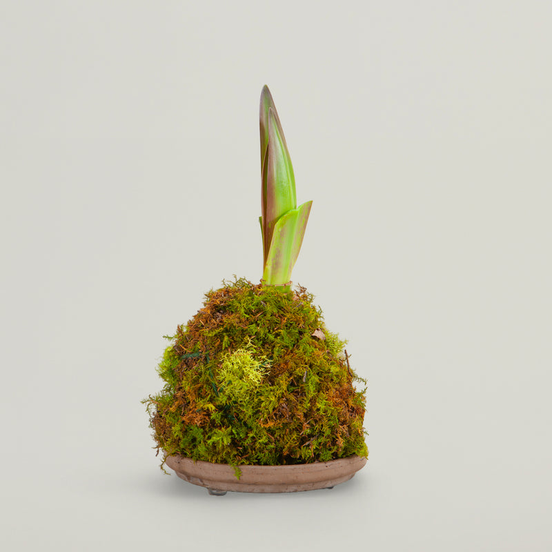 Amaryllis Kokedama Centerpiece