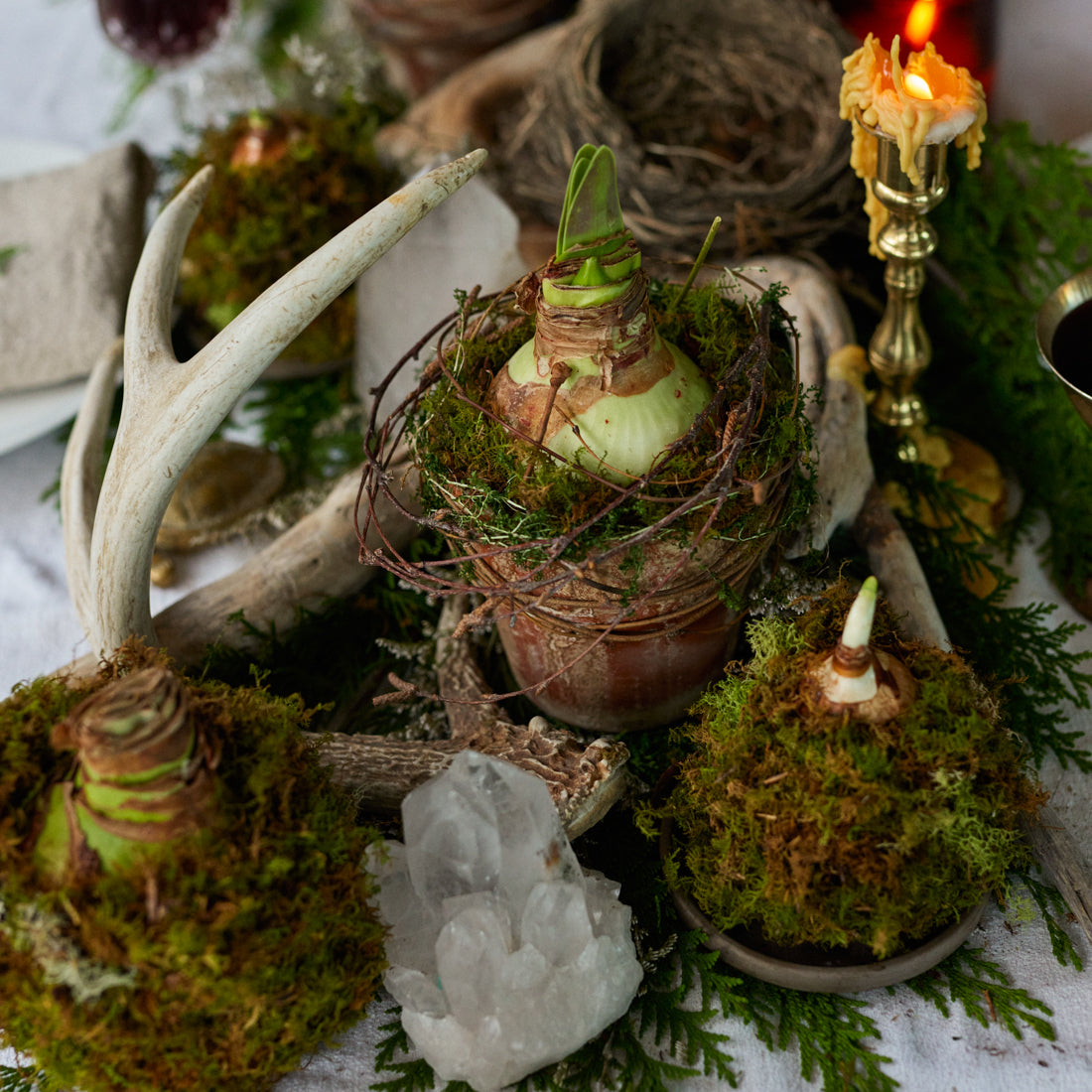 Paperwhite Kokedama 3 piece holiday set