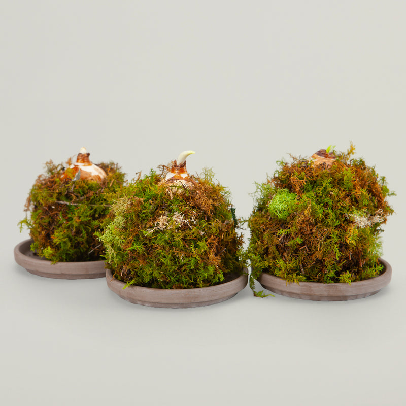 Paperwhite Kokedama 3 piece holiday set
